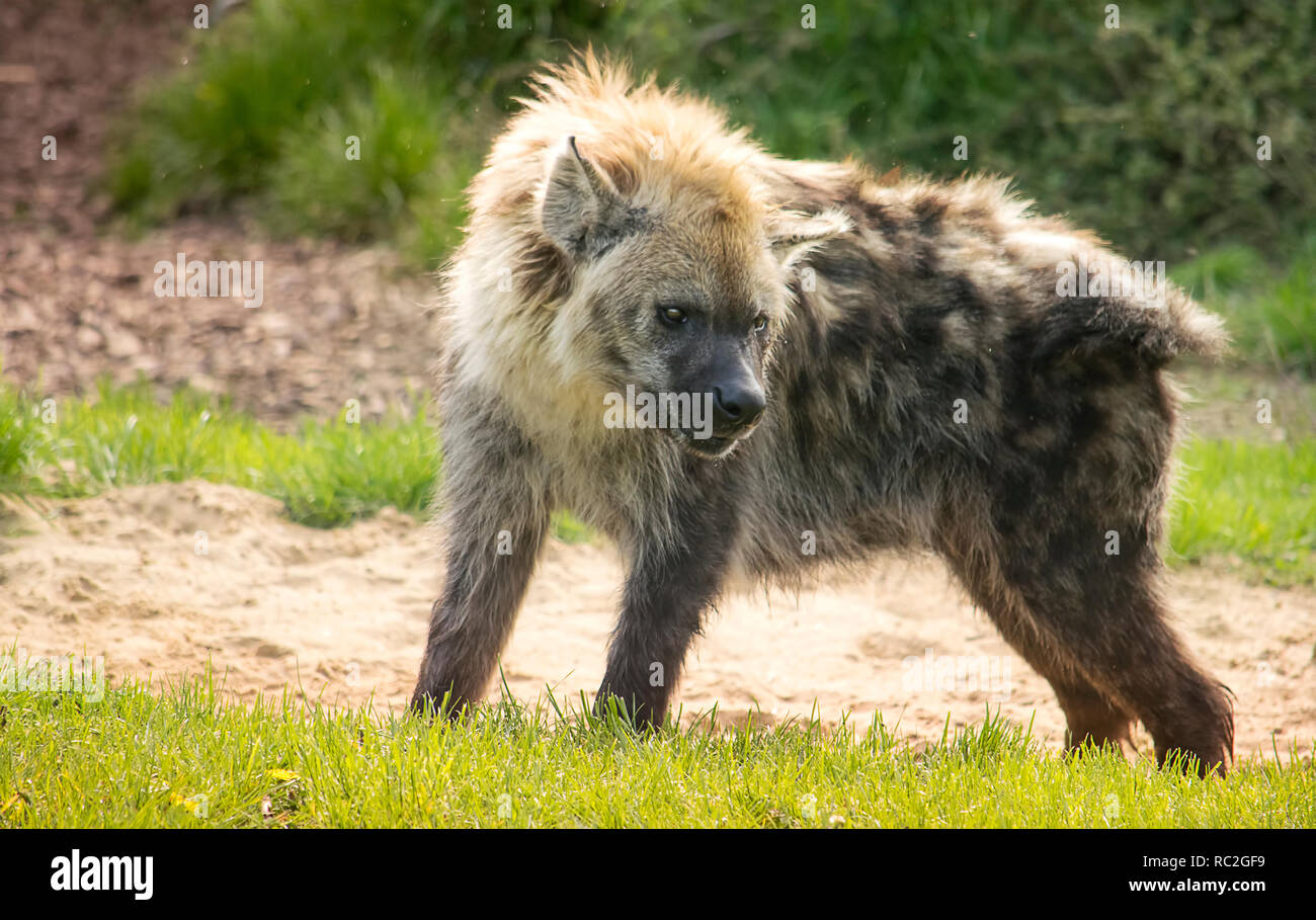 Spotted hyena standing in the green grass Stock Photo