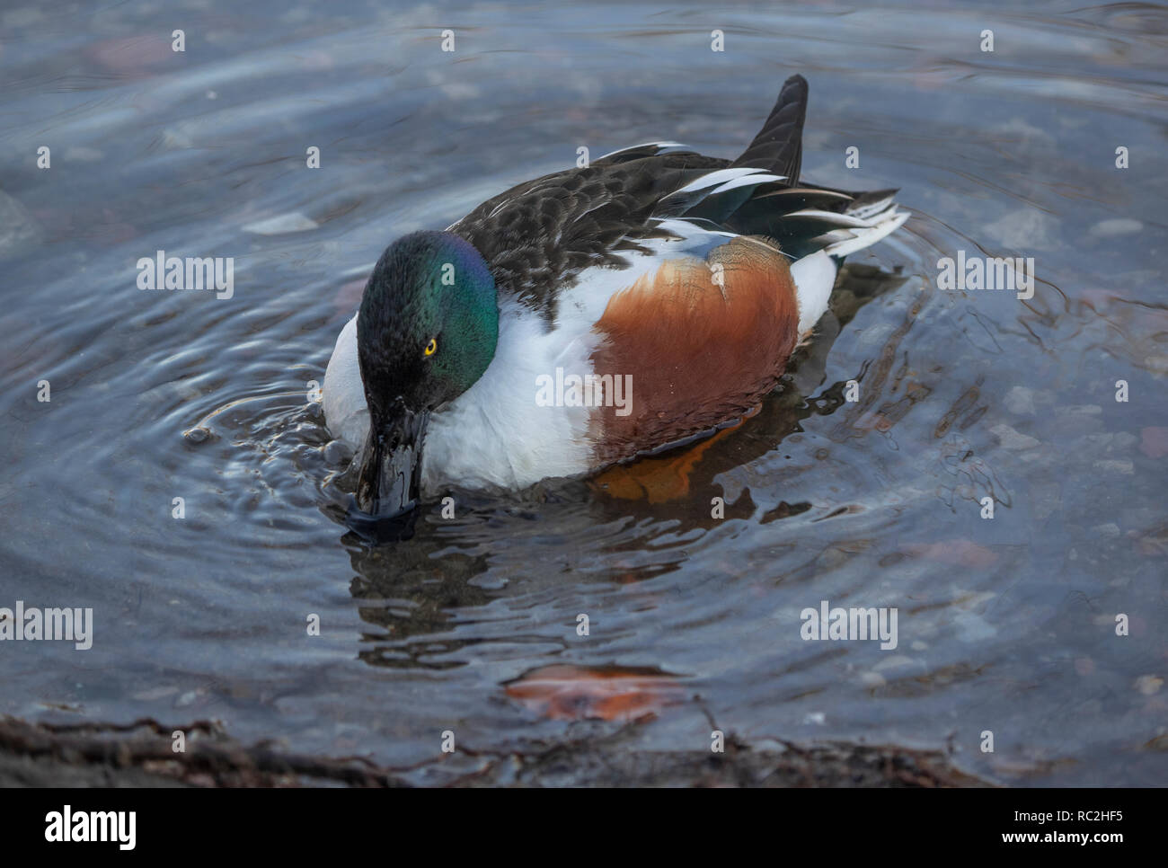 beautiful colored duck eats some aquatic plants of the lake Stock Photo
