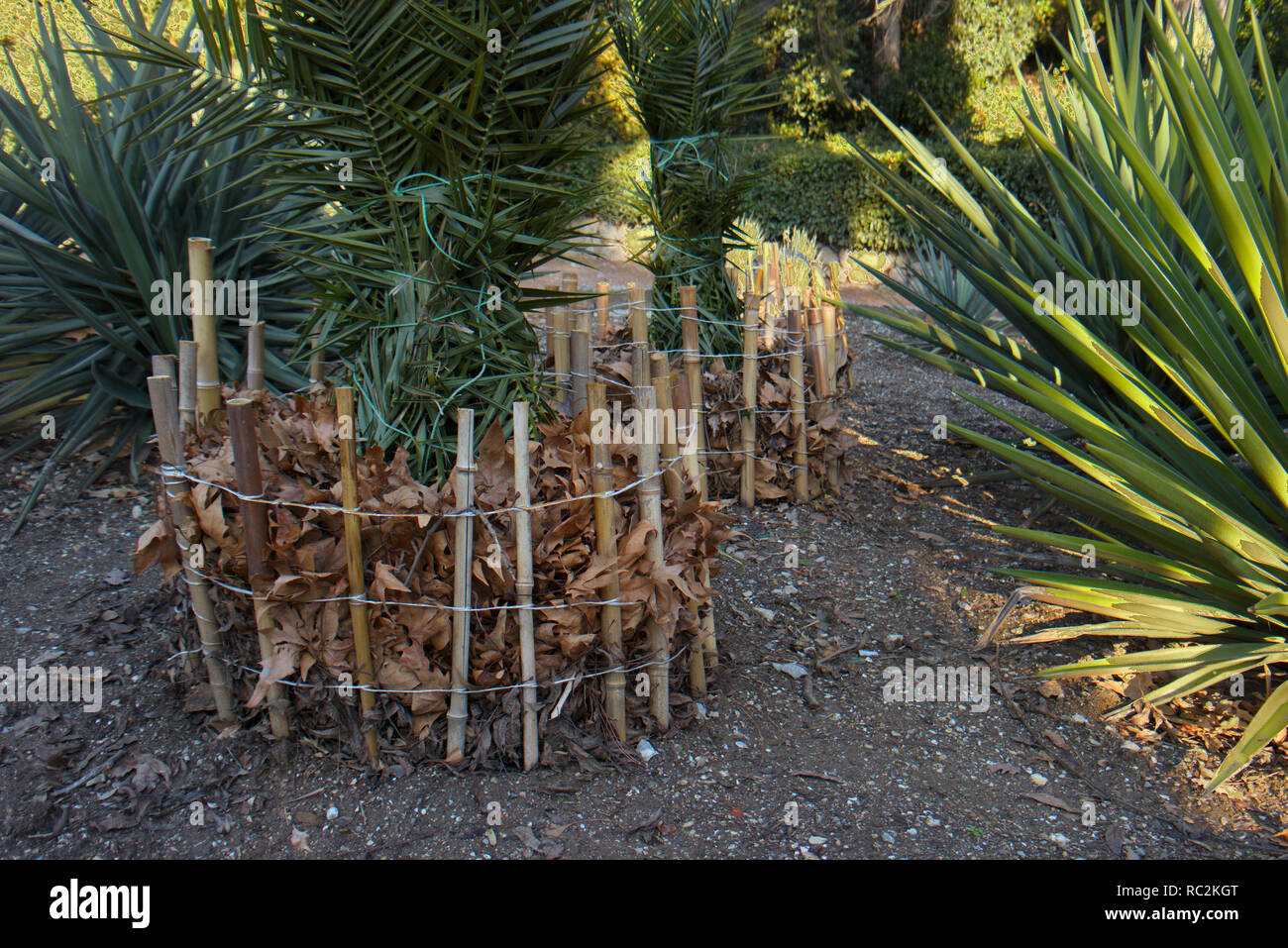A palm supported with bamboo sticks and protected with withered leaves ...