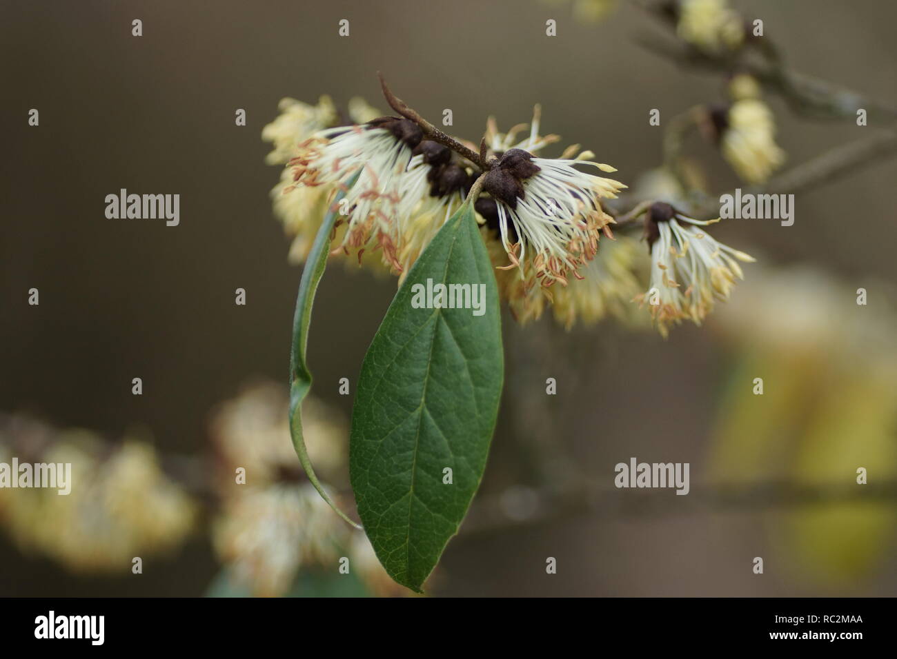 Sycopsis sinensis (Chinese fighazel) Stock Photo
