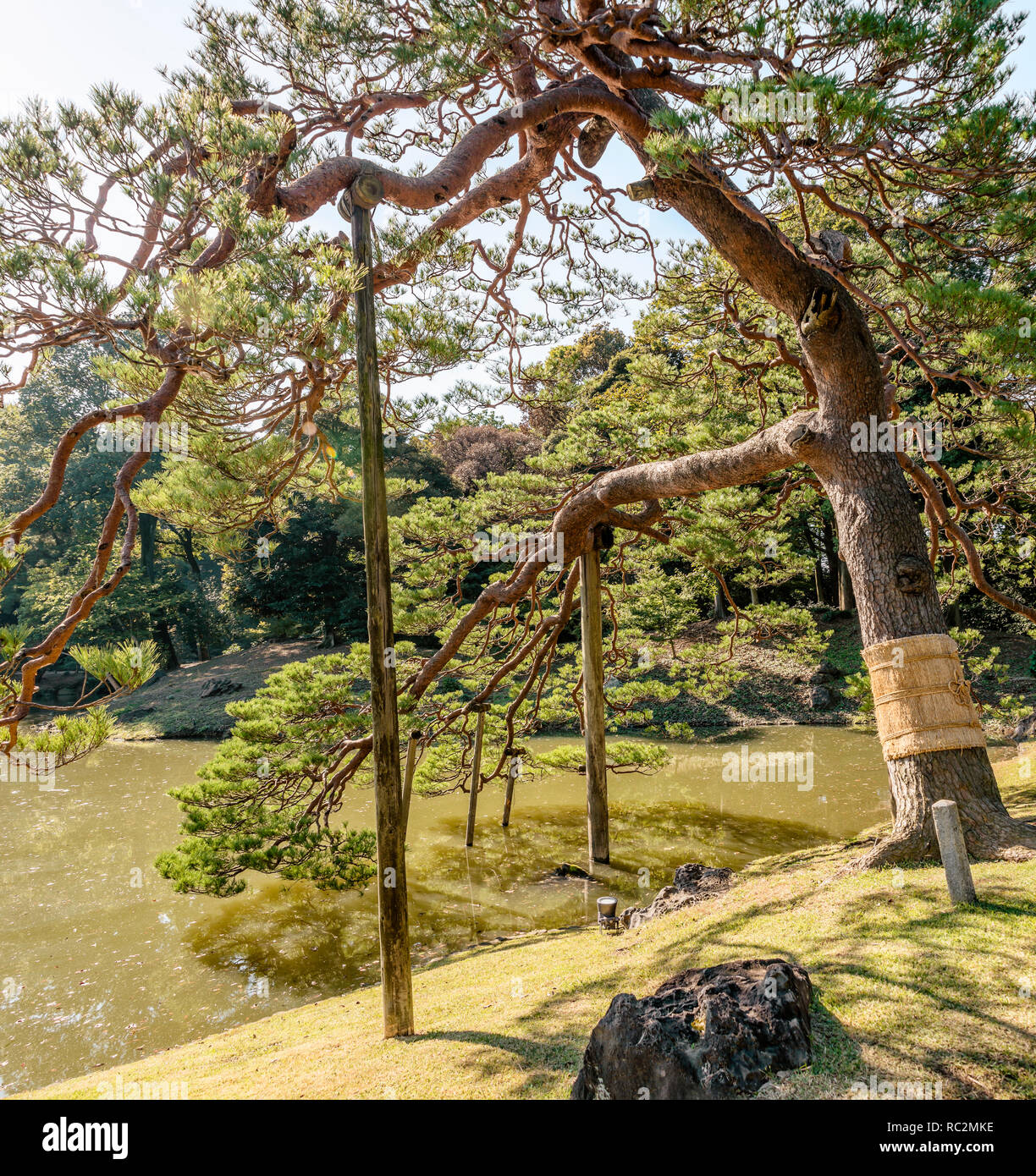 Komo-Maki (Straw Belt) around a Pine tree at Rikugien Gardens, Tokyo, Japan. Stock Photo