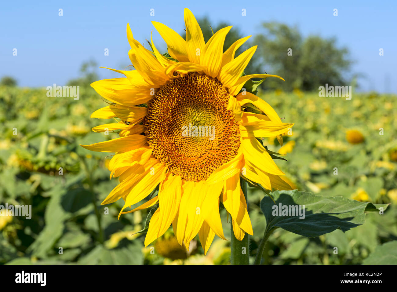 Closeup yellow fresh sunflower with blurred field and sky background on
