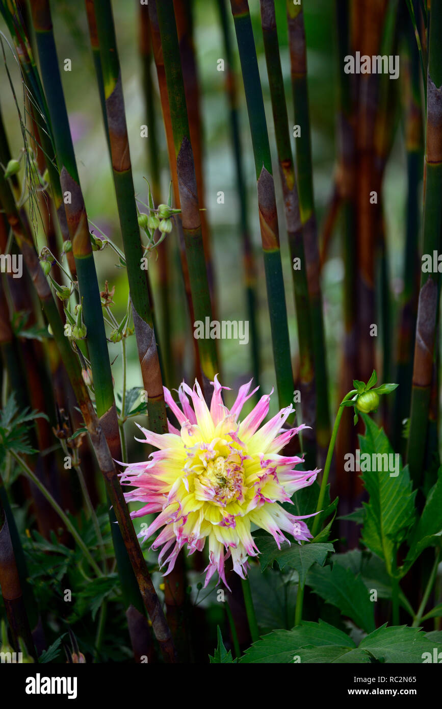 laciniated dahlia,pink egded yellow flowers,flowering,Chusquea montana,bamboo,olive green canes,cane,culm,culms,bamboos,clump forming,RM Floral Stock Photo