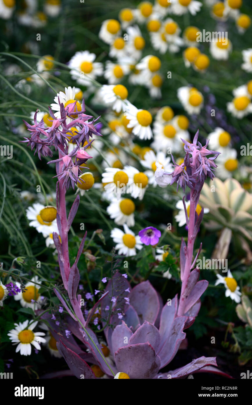echeveria cheyenne,succulent,succulents,mix,mixed,display,garden,RM Floral Stock Photo