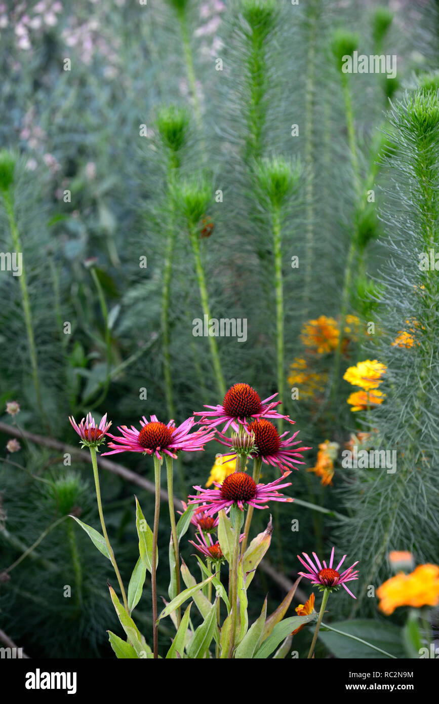 Echinacea purpurea Vintage Wine,Coneflower,reddish purple flowers,inulanthera calva,mix,mixed,border,perennial,RM Floral Stock Photo