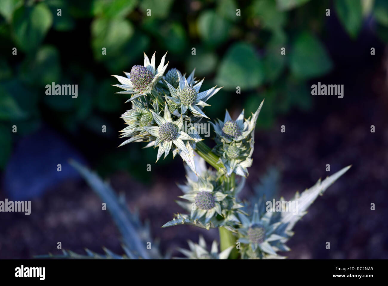 eryngium deppeanum,silver grey foliage,leaves,spiky,prickly ...