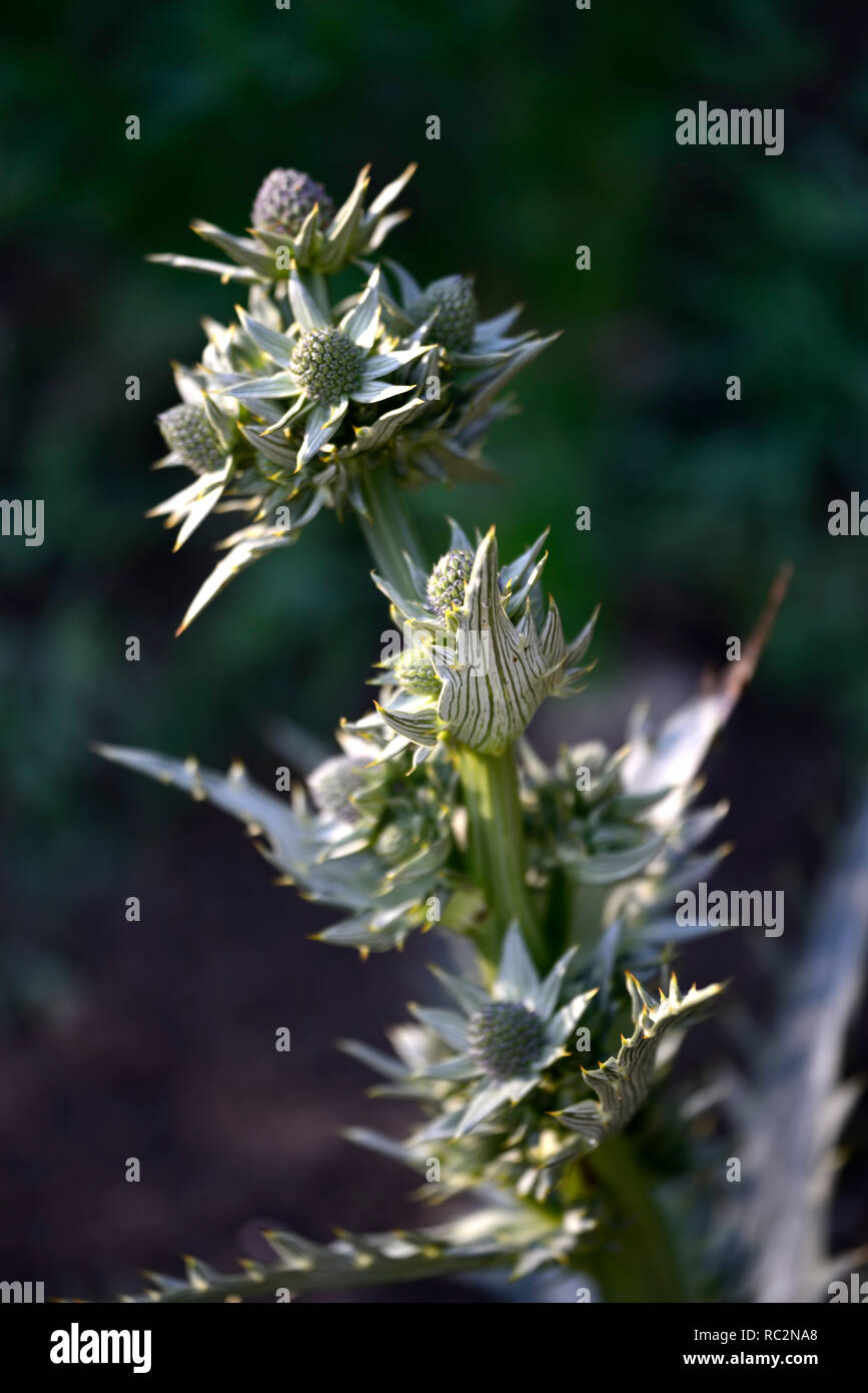 eryngium deppeanum,silver grey foliage,leaves,spiky,prickly ...