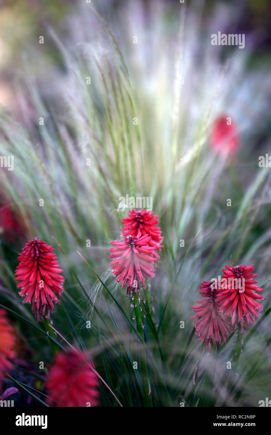 Kniphofia Poco Red,coral red flowers,flowering combination,mix,mixed,,RM Floral Stock Photo