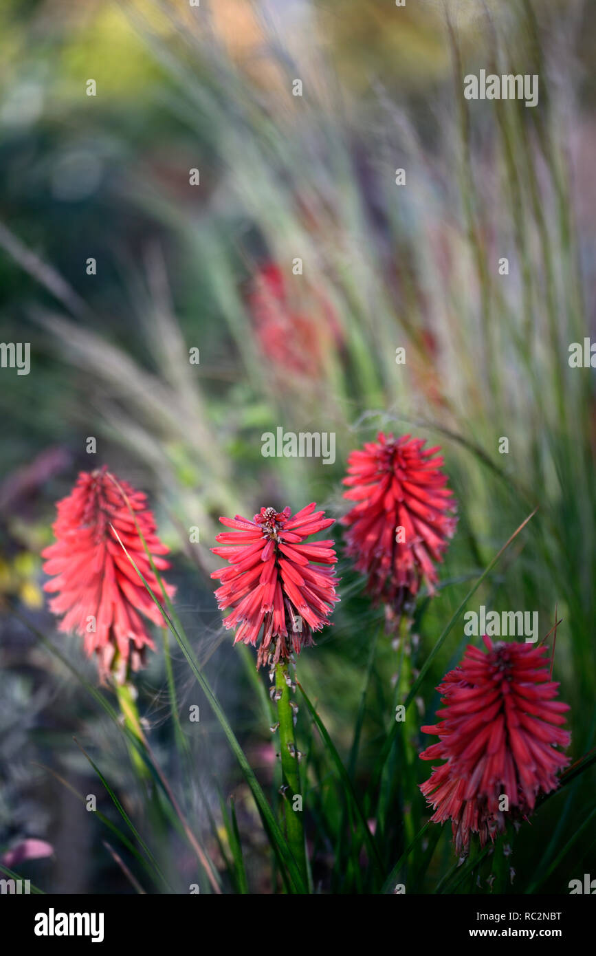 Kniphofia Poco Red,coral red flowers,flowering combination,mix,mixed,,RM Floral Stock Photo