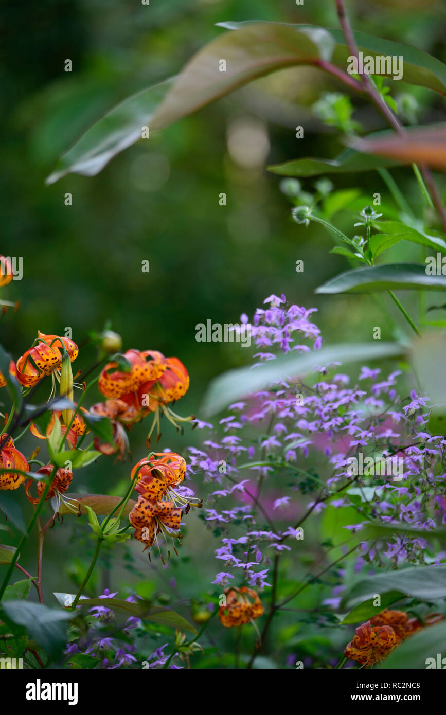 lilium pardalinum,leopard lily,panther lily,red,orange,spot,spotted,thalictrum delavayi hinckley,meadow rue,lilac flowers,contrast,contrasting combi Stock Photo
