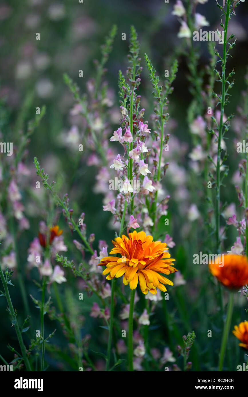 Linaria dial park,Toadflax,mauve pink flowers,Calendula Indian Prince,orange flowers,flowering stems,spires,snapdragon,RM Floral Stock Photo