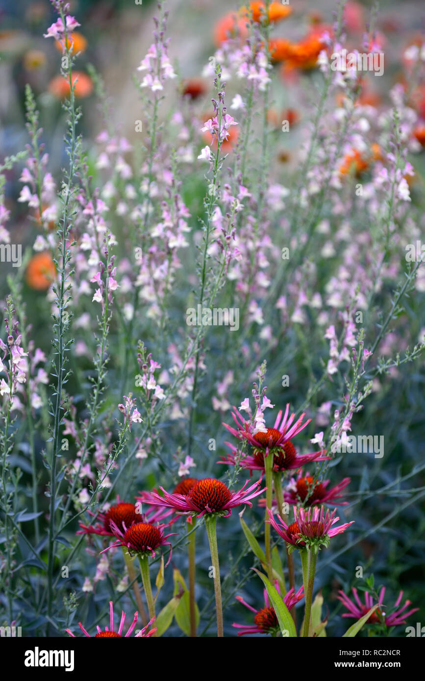 Reddish purple stems hires stock photography and images Alamy