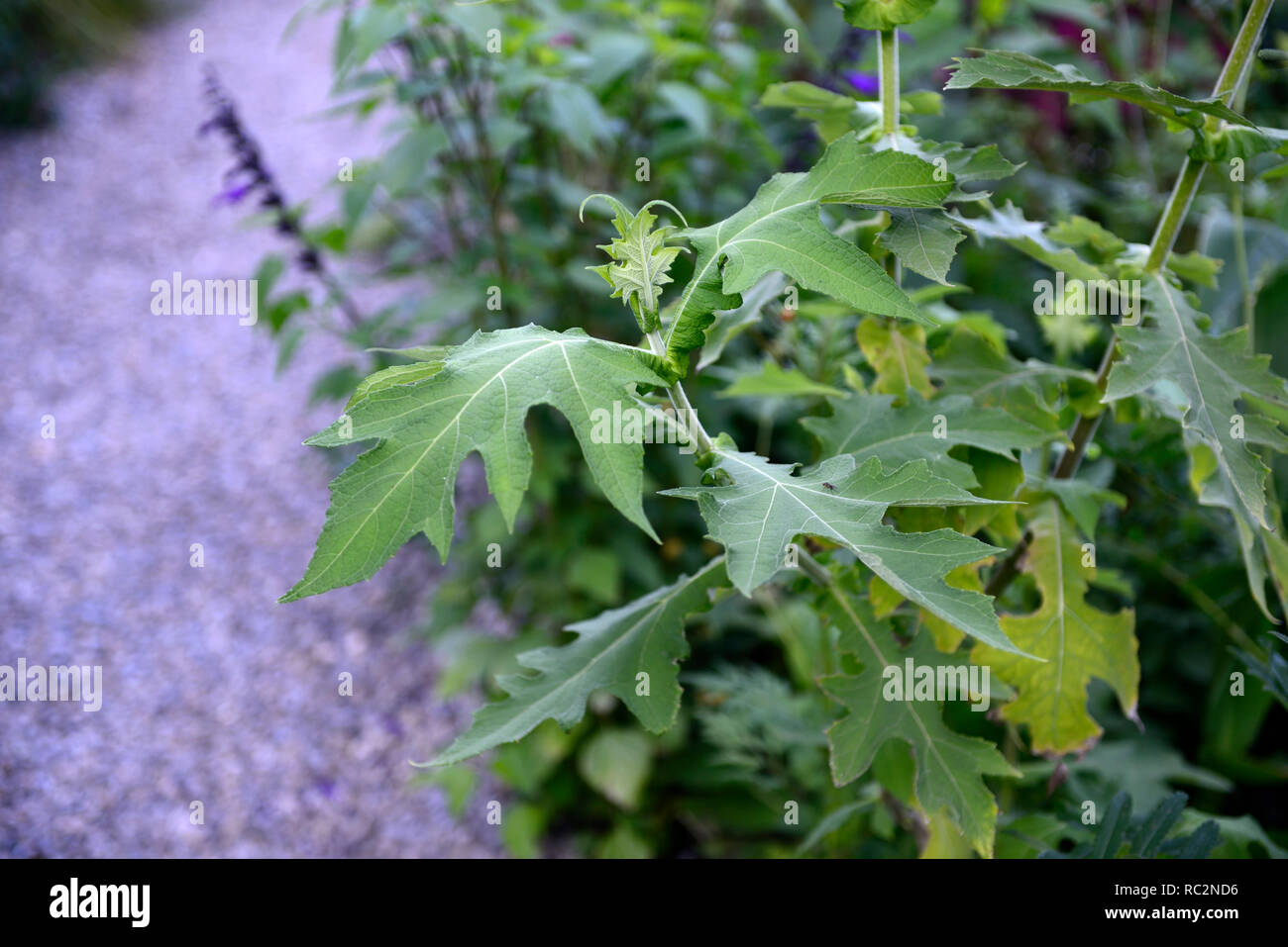 Montanoa bipinnatifida,Chrysanthemum Tree,Pom Pom Tree,green leaves,foliage,evergreen shrub,tropical garden,RM Floral Stock Photo