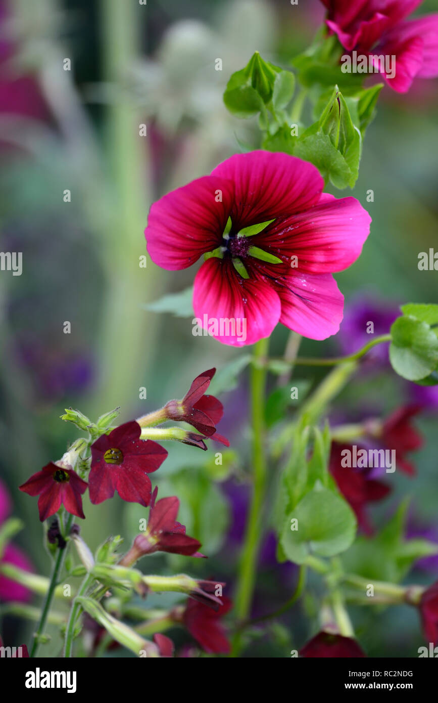 Malope trifida Vulcan,Nicotiana alata Perfume Red,scarlet red flowers,annuals,hardy annual,red maroon flowers,cottage garden,flowering,RM Floral Stock Photo