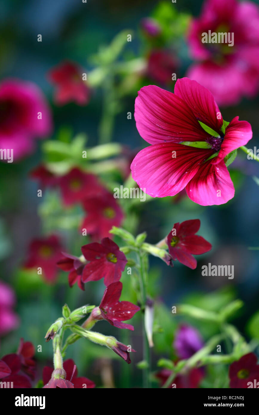 Malope trifida Vulcan,Nicotiana alata Perfume Red,scarlet red flowers,annuals,hardy annual,red maroon flowers,cottage garden,flowering,RM Floral Stock Photo