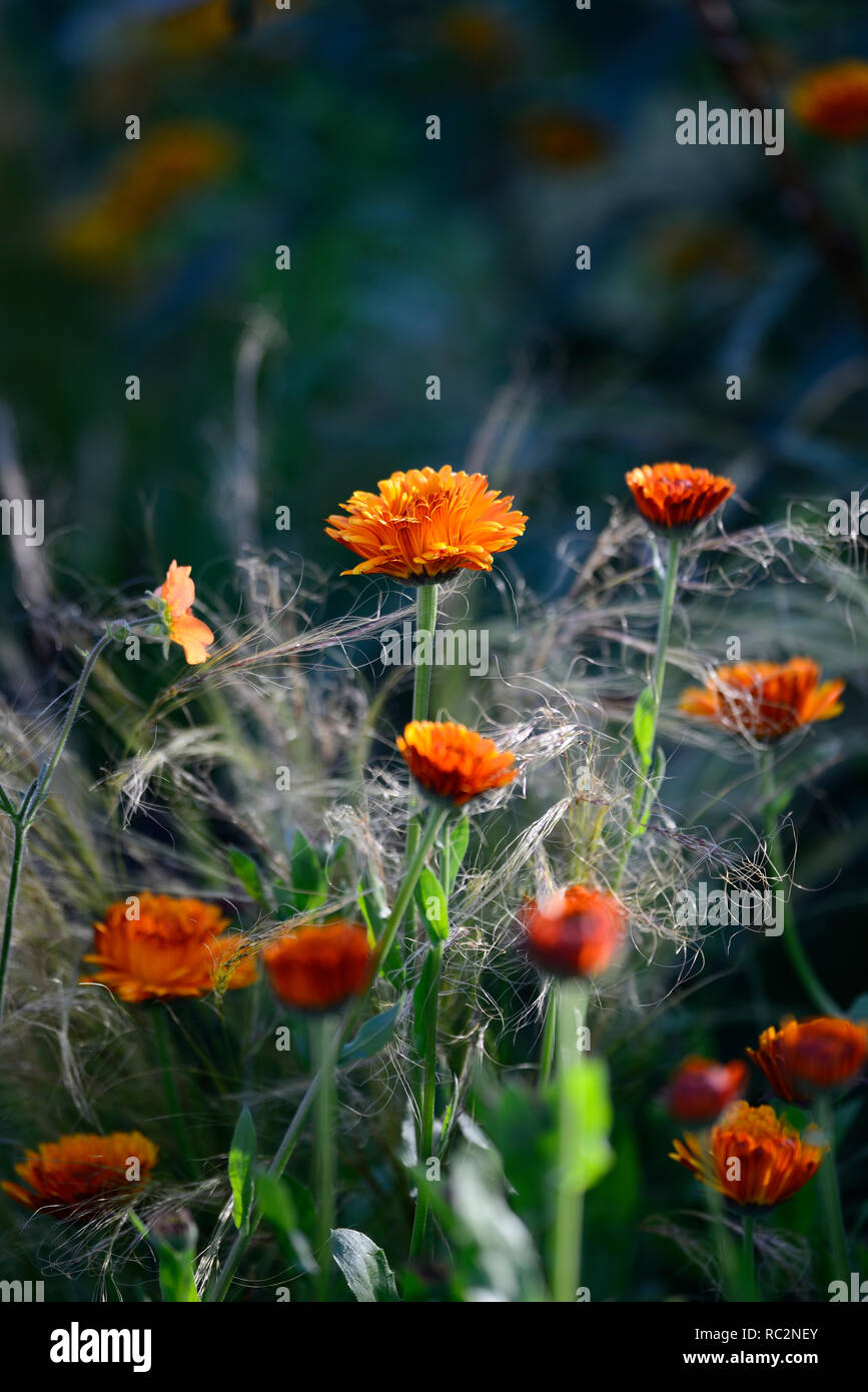 Calendula officinalis Indian Prince,marigold,marigolds,orange flowers,flowering,annuals,annual flowers,RM Floral Stock Photo