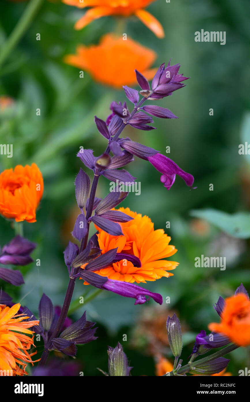 Calendula officinalis Indian Prince,marigold,marigolds,Salvia Love and Wishes,purple,flowers,yellow salvias,mix,mixed,combination,orange flowers,flowe Stock Photo
