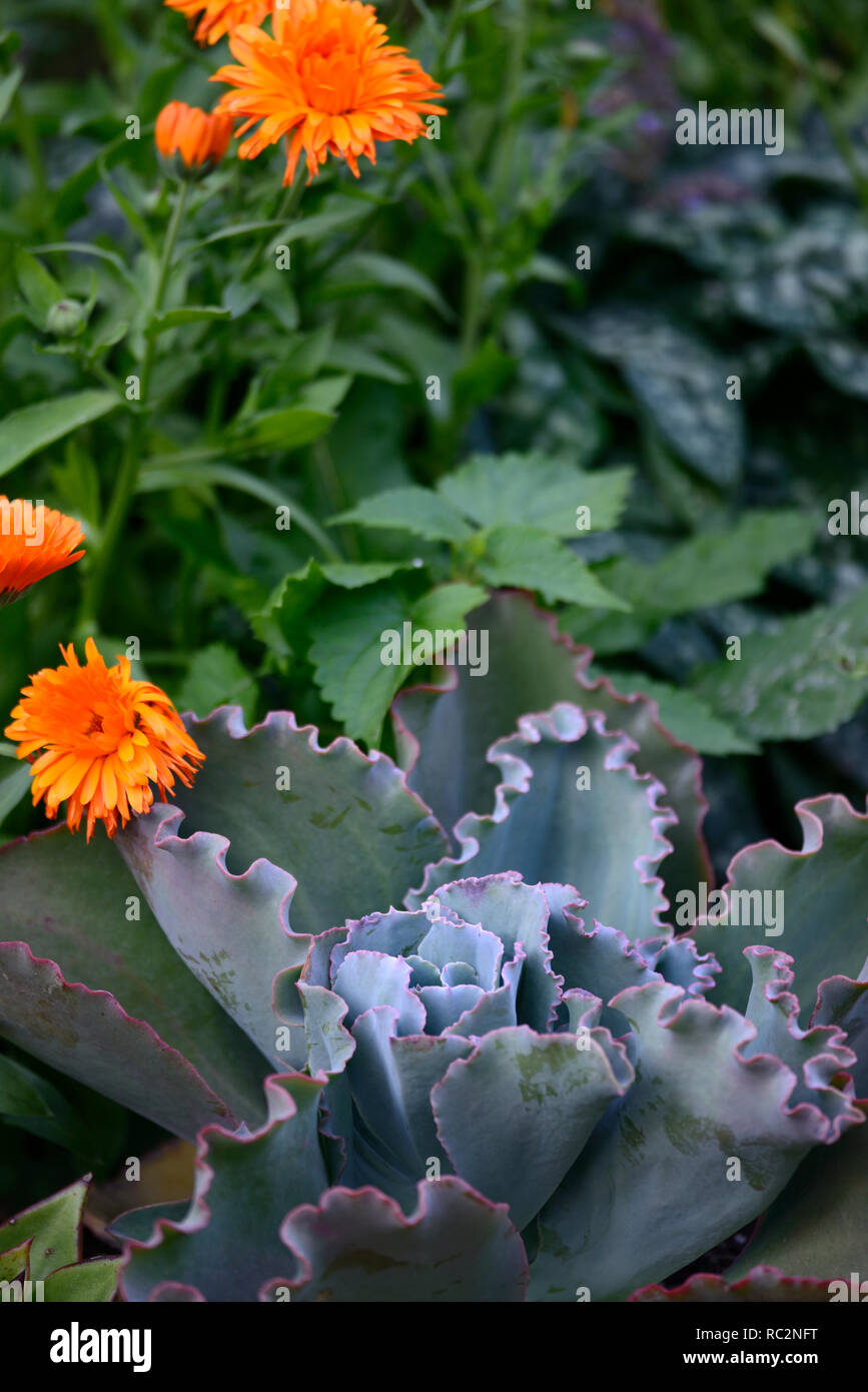 Echeveria Coral Red Reef,Calendula officinalis Indian Prince,marigold,marigolds,orange flowers,flowering,annuals,annual flowers,exotic planting scheme Stock Photo