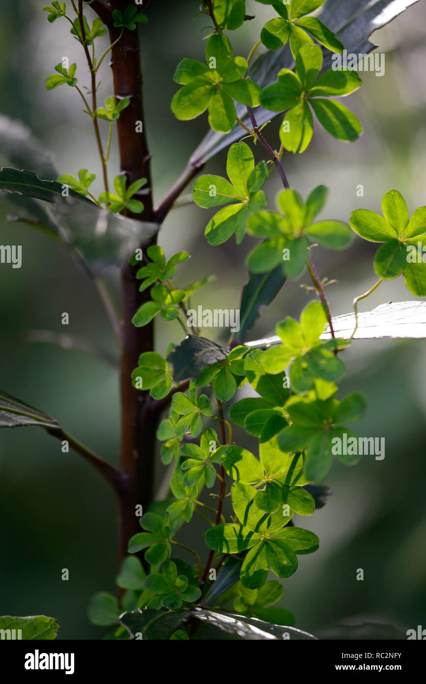 Tropaeolum speciosum,green leaves, foliage,climber,creeper,climbing plant,gardens,RM Floral Stock Photo