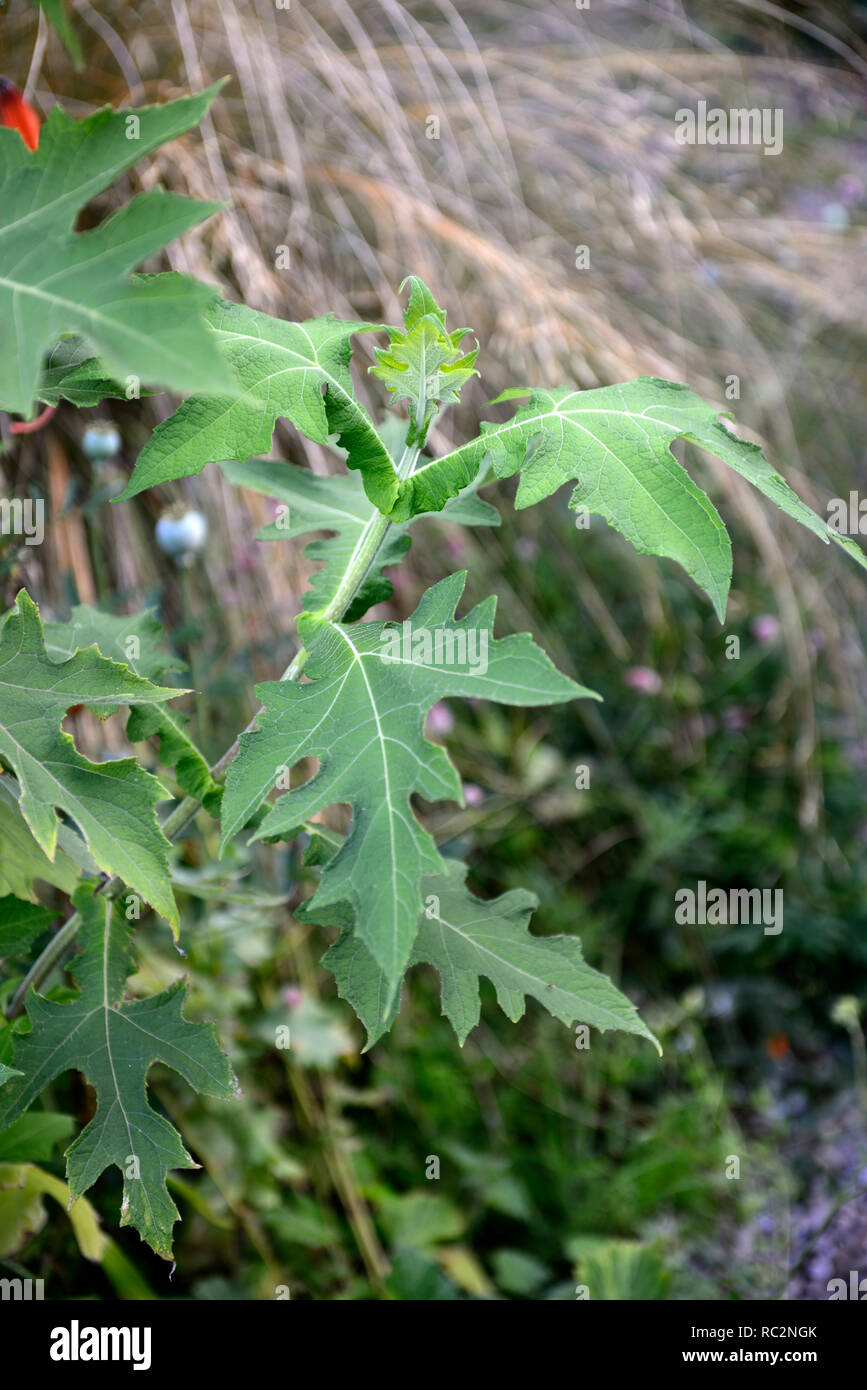 Montanoa bipinnatifida,Chrysanthemum Tree,Pom Pom Tree,green leaves,foliage,evergreen shrub,tropical garden,RM Floral Stock Photo