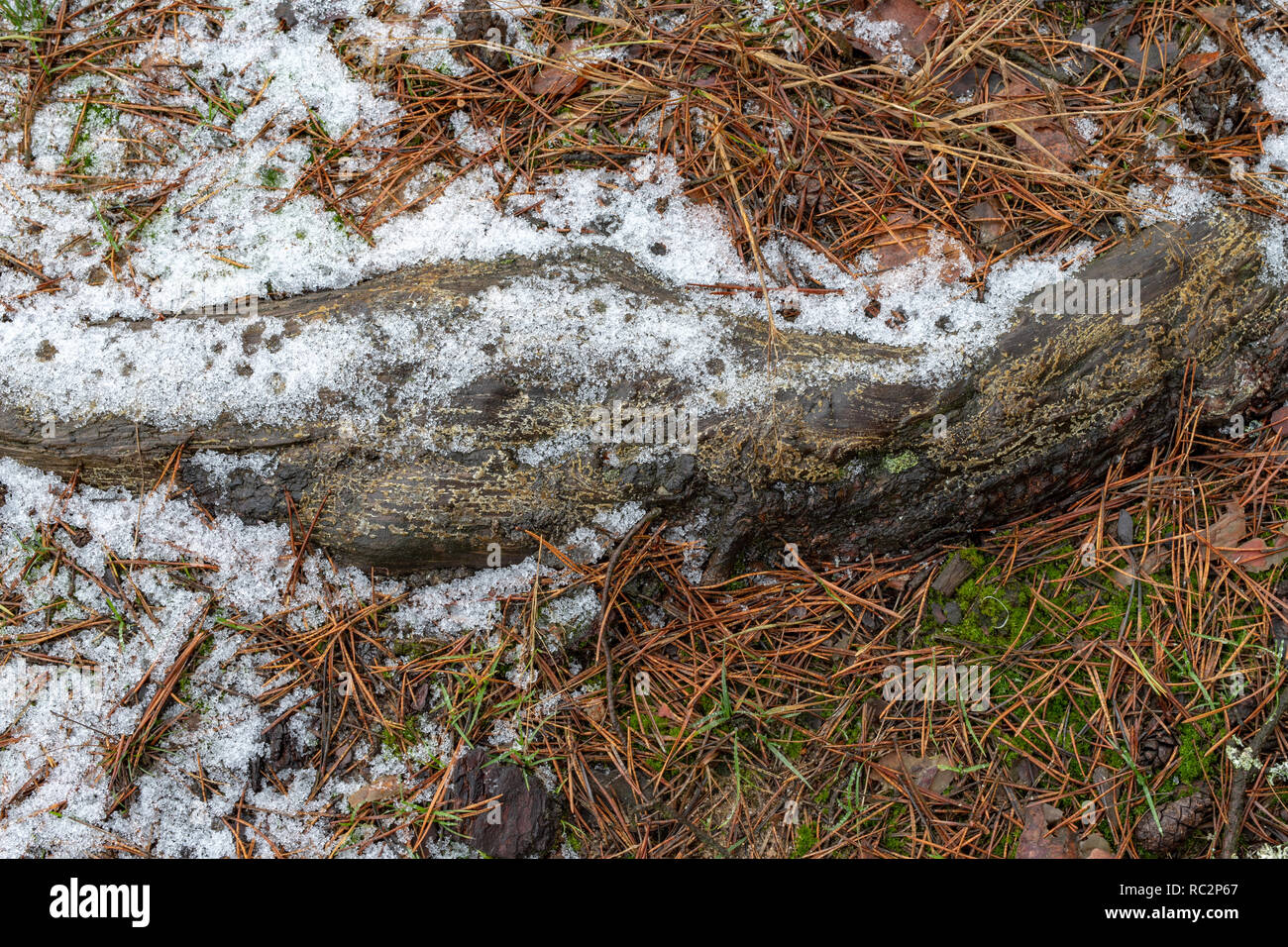 The root of a tree rooted in a forest path. Old pine tree roots. Season ...