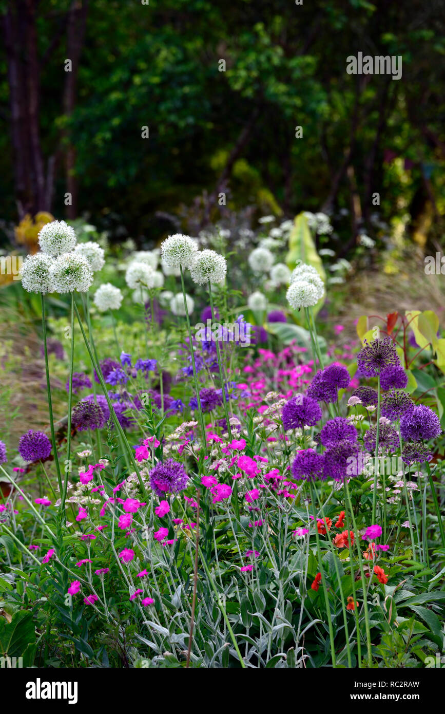 Allium Purple Sensation,Allium Mount Everest,Lychnis coronaria Hills ... Allium Purple Sensation,Allium Mount Everest,Lychnis coronaria Hills ...