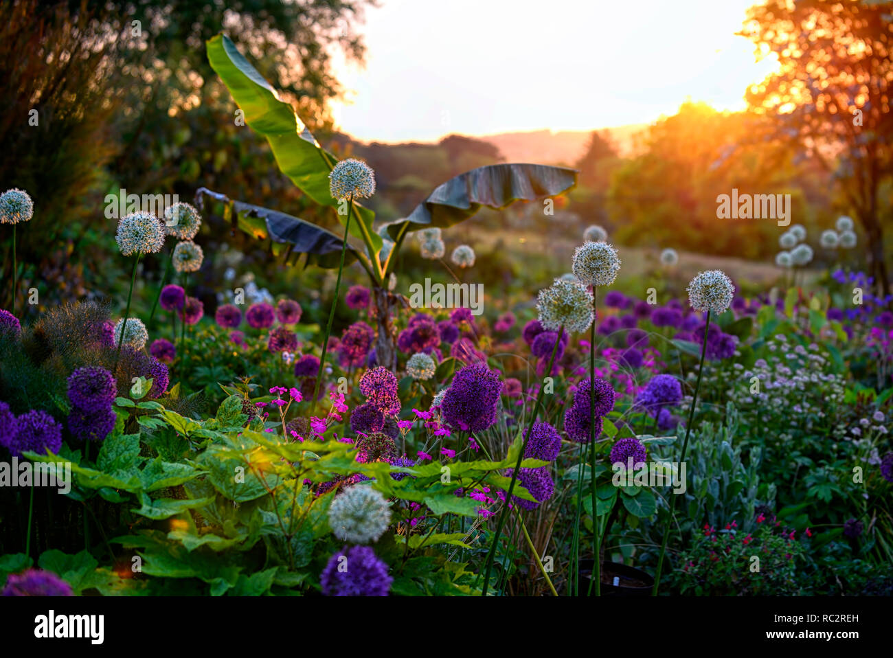 dawn sunlight,sunrise,Allium Purple Sensation,Allium Mount Everest,Lychnis coronaria Hills Ground,pink white purple flowers,flowering,mix,mixed,combin Stock Photo