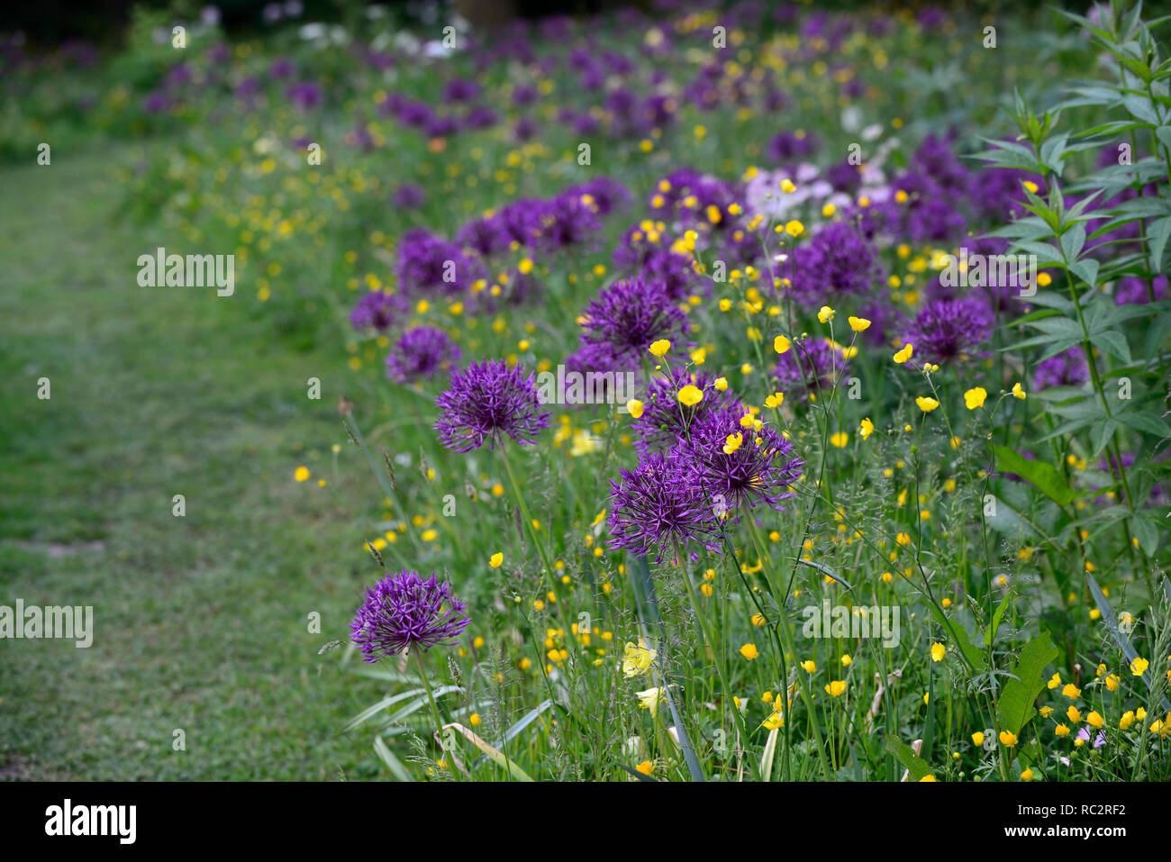 Allium Purple Rain,Buttercups,Wildflower meadow,yellow white purple flowers,flowering,mix,mixed,combination,bed,border,planting scheme,RM floral, Stock Photo
