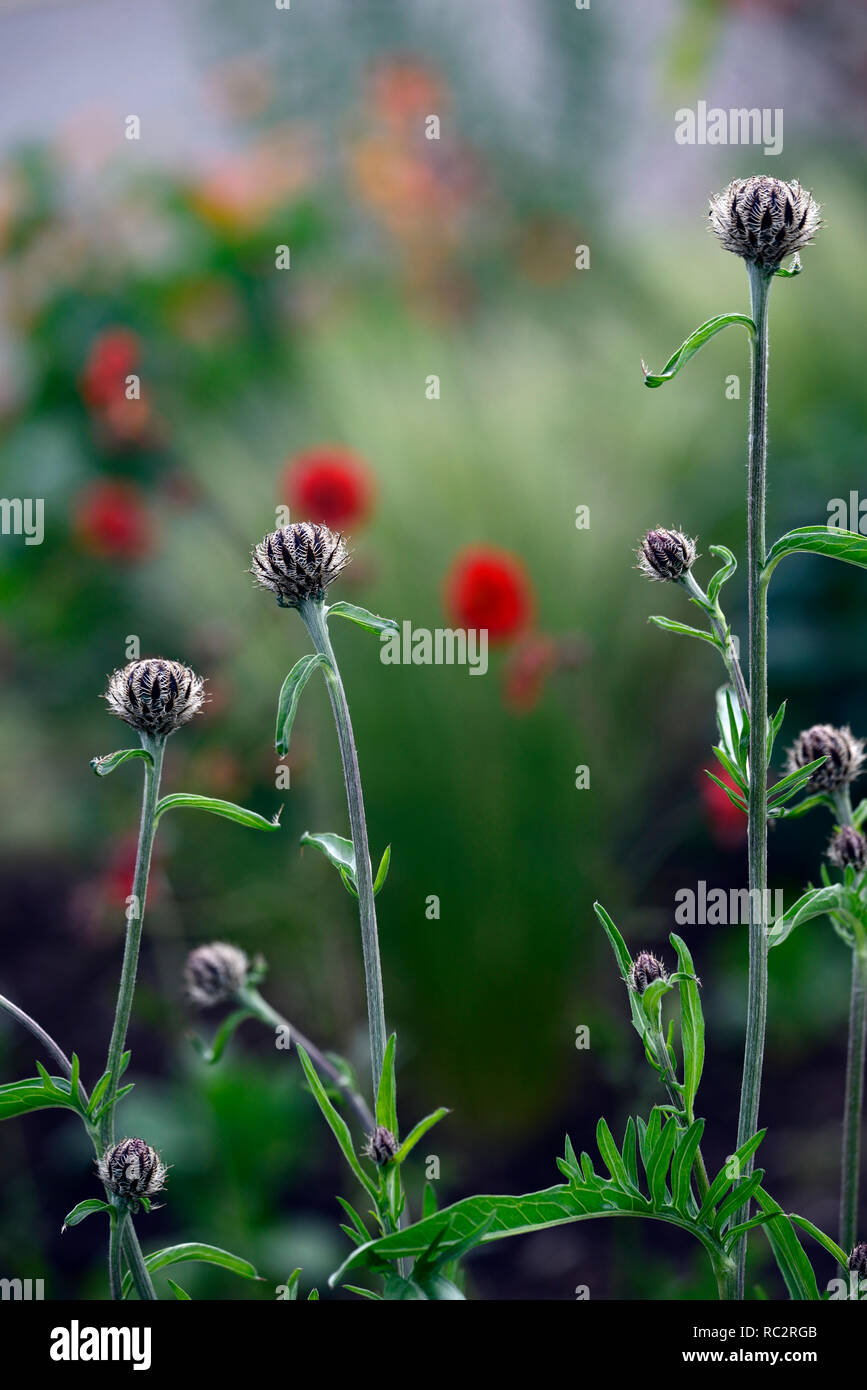 Thistle like plant hires stock photography and images Alamy