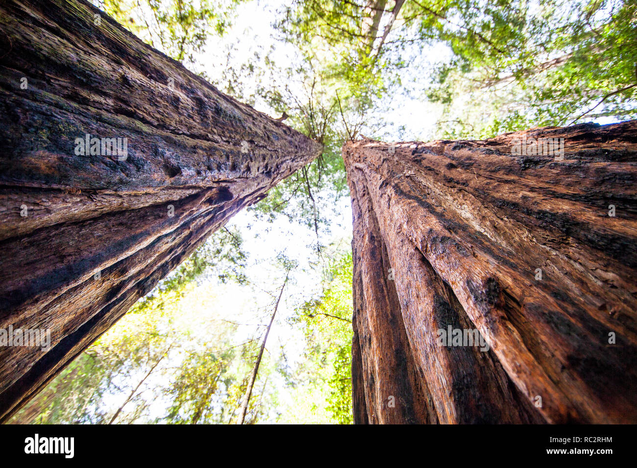 Looking up at giant redwood trees, Mt Tamalpais National Park, Marin County, Northern California, United States Stock Photo