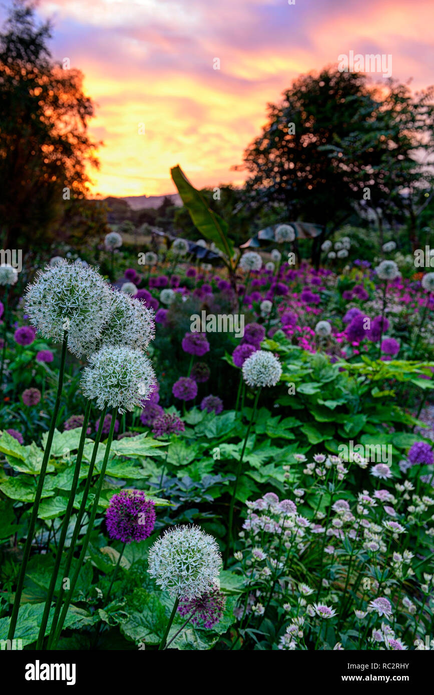 Allium mount everest hi-res stock photography and images - Alamy Allium mount everest hi-res stock photography and images - Alamy