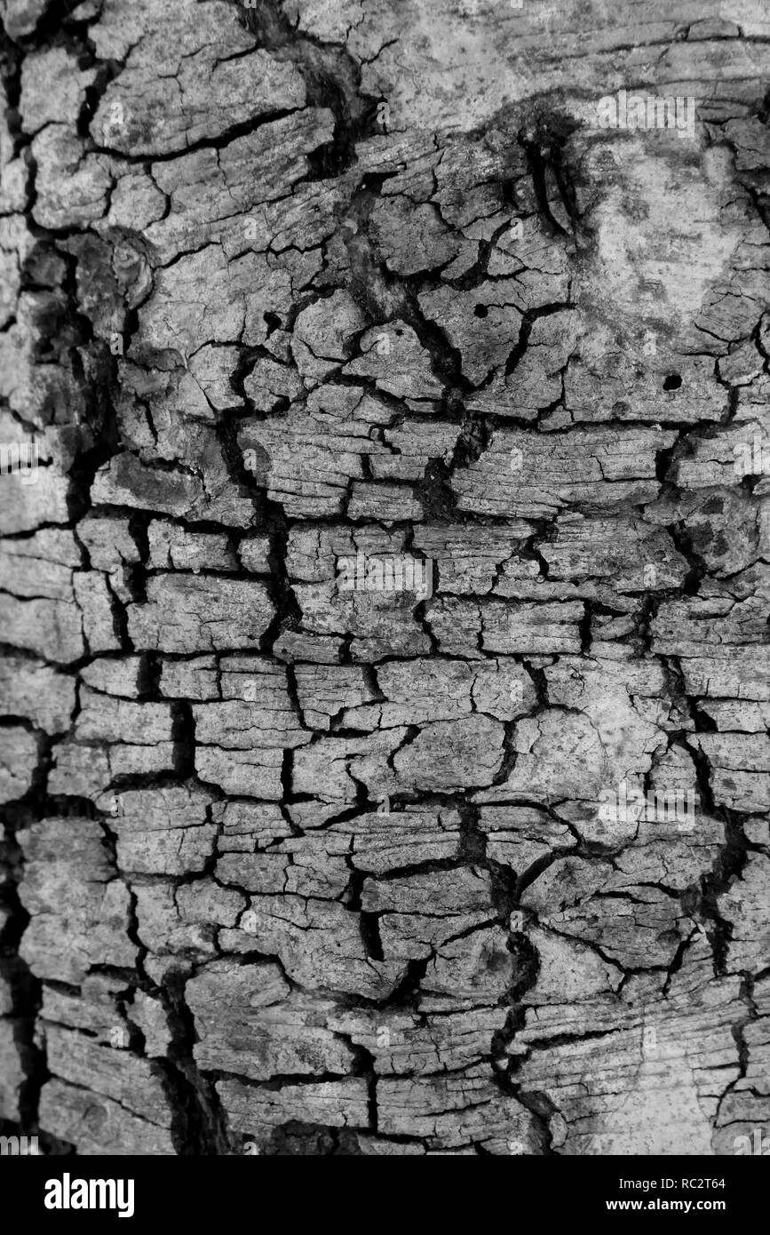 Tree bark wood texture abstract background Stock Photo - Alamy