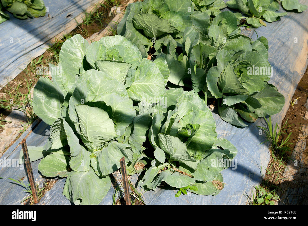 gardening Vegetable farming, organic cabbage cultivation Stock Photo