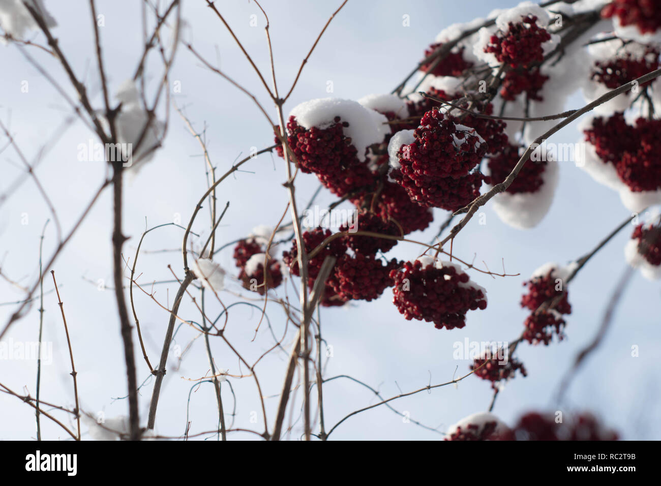 Red berries covered in snow Stock Photo - Alamy