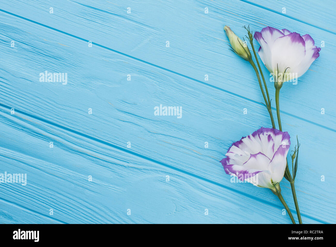 Purple lisianthus or eustoma flowers on blue wood background. Free space for text, copyspace. Stock Photo