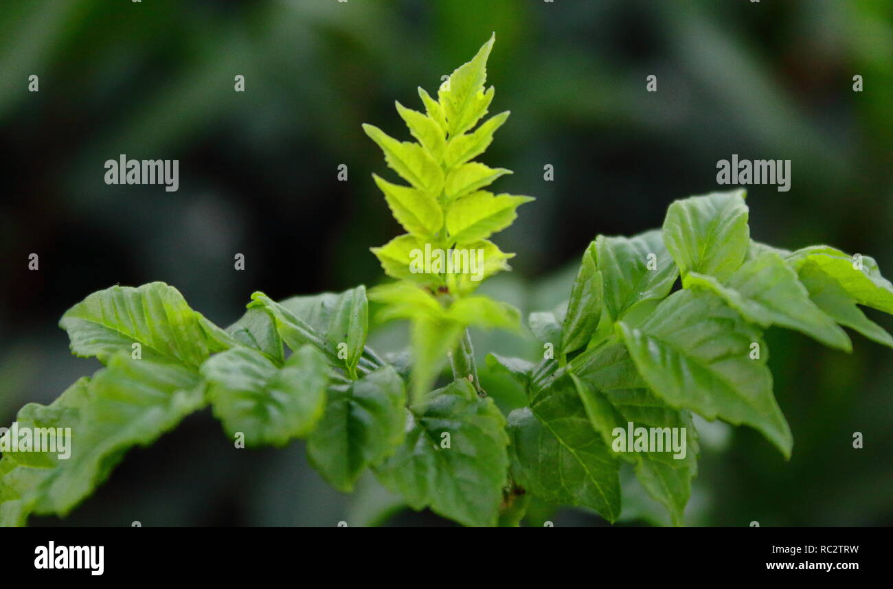 Rama verde en primavera. green branch in spring Stock Photo