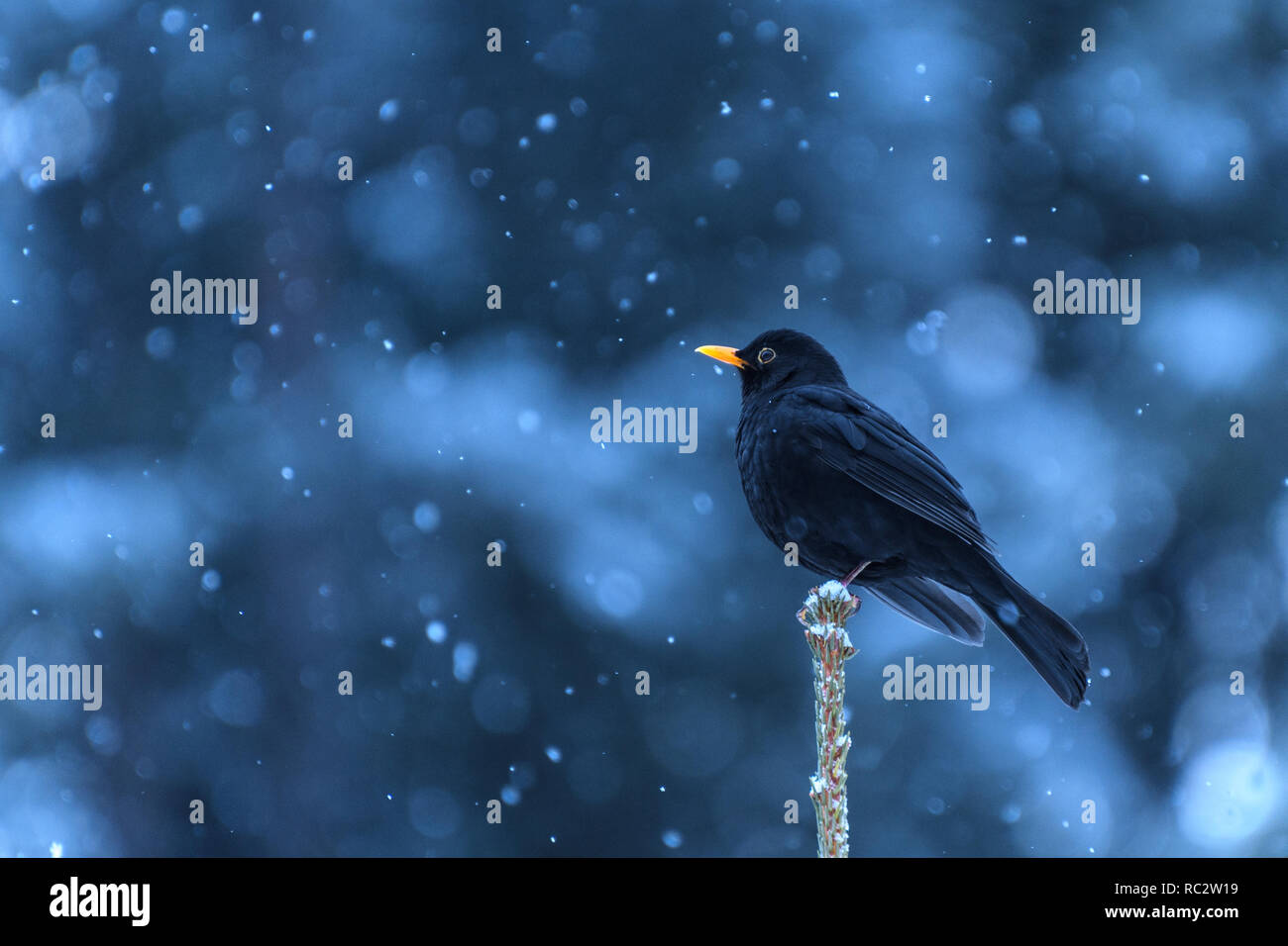 blackbird with snow Stock Photo