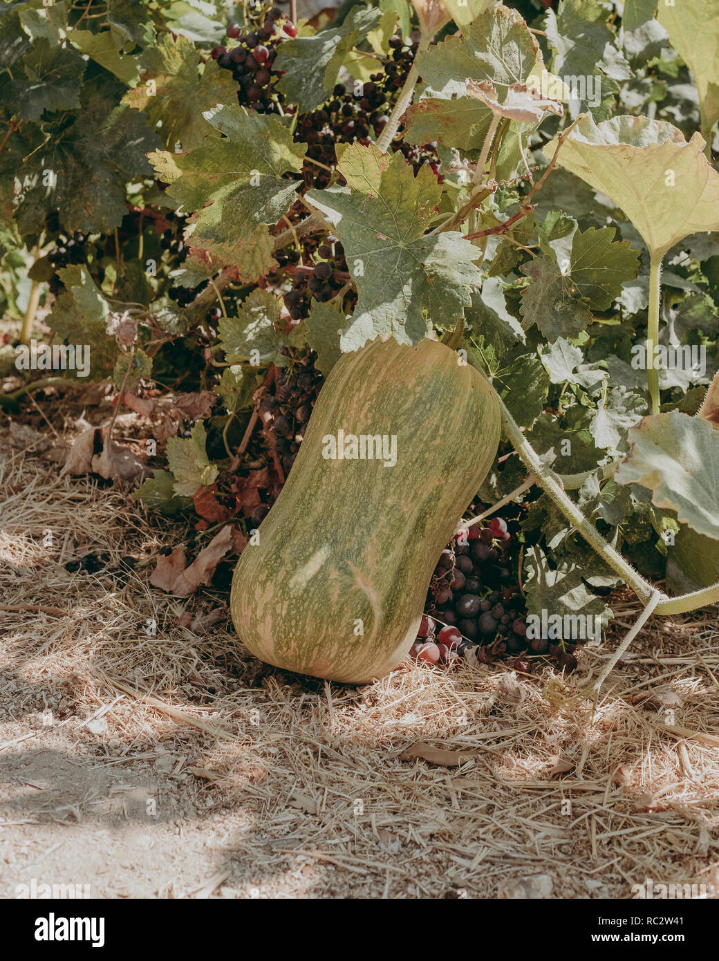 Giant marrow in organic garden in Ikaria, Greece. Ikaria is a Blue Zone, one of 5 locations around the world where people live longer than average Stock Photo