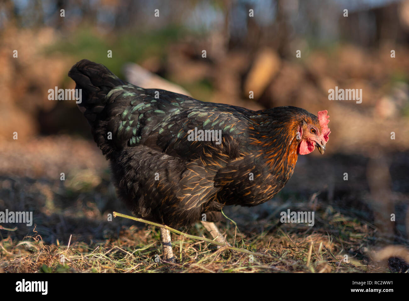 free range hens in a traditional organic poultry farm Stock Photo Alamy