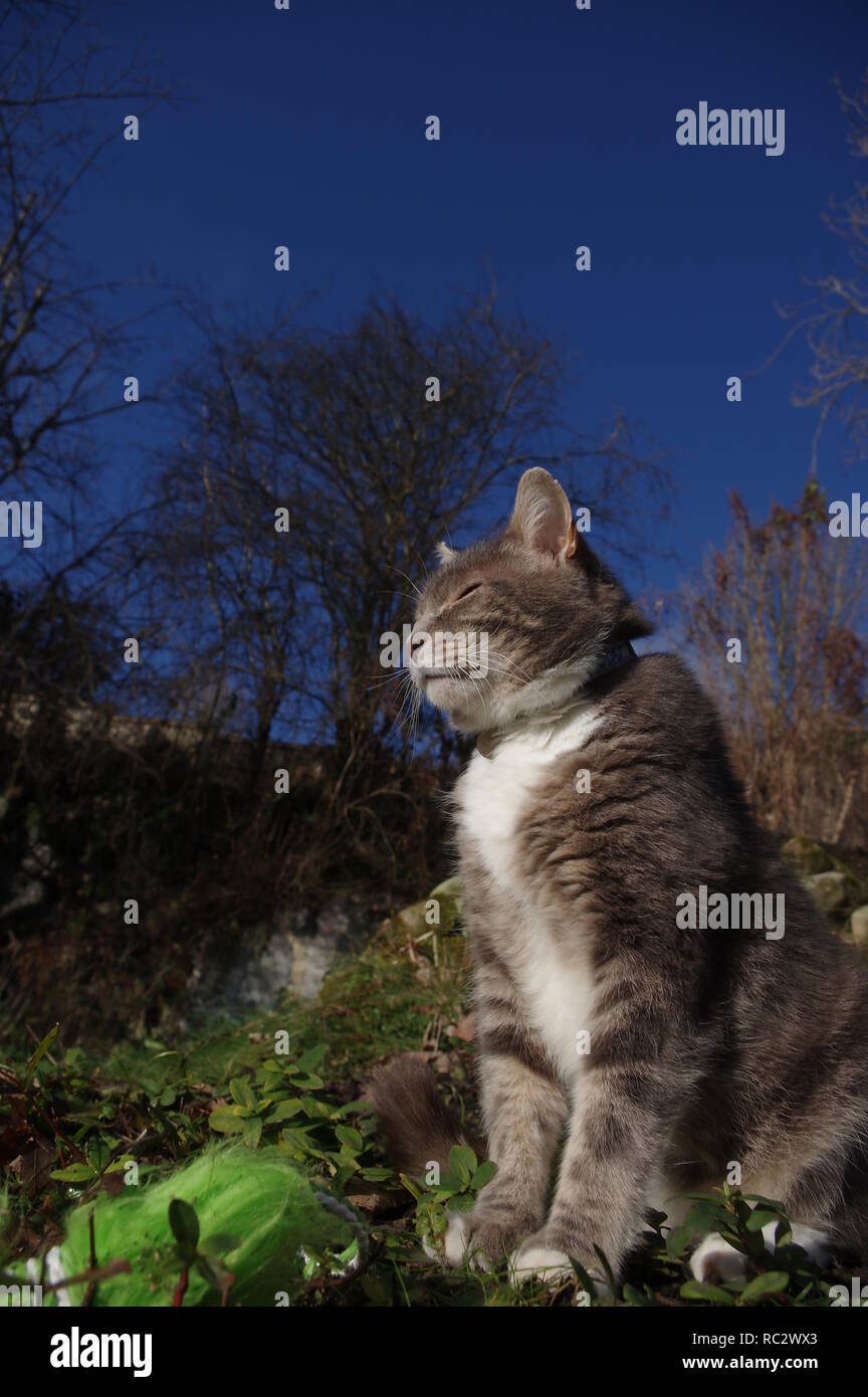 Tabby cat sunbathing hi-res stock photography and images - Alamy