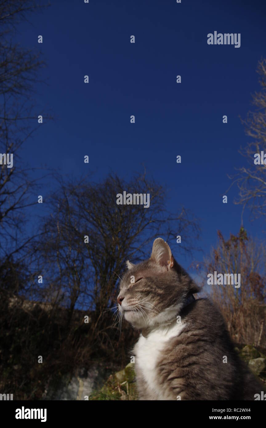 Tabby cat sunbathing in garden Stock Photo - Alamy