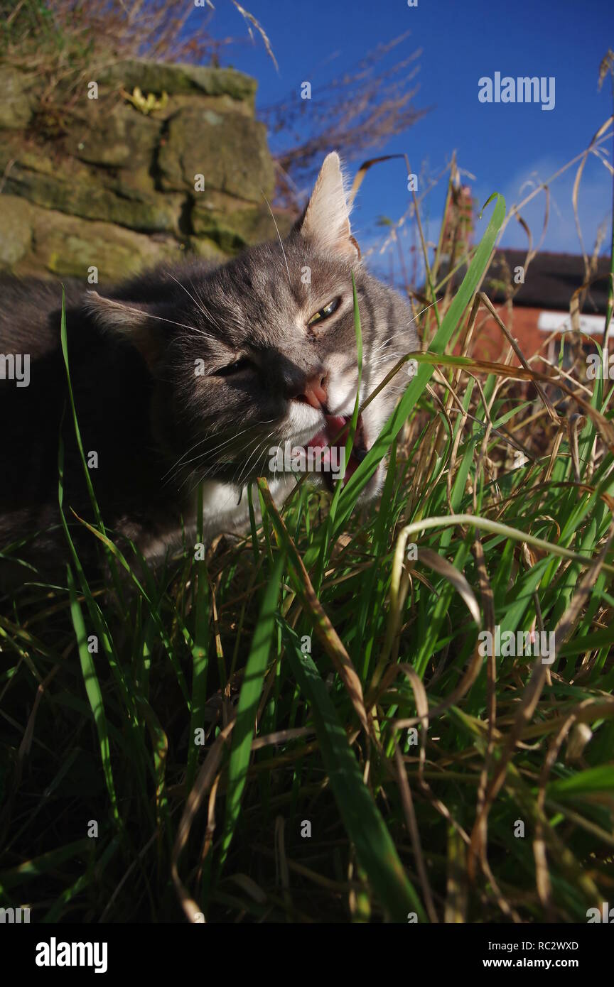 Tabby cat eating grass Stock Photo Alamy