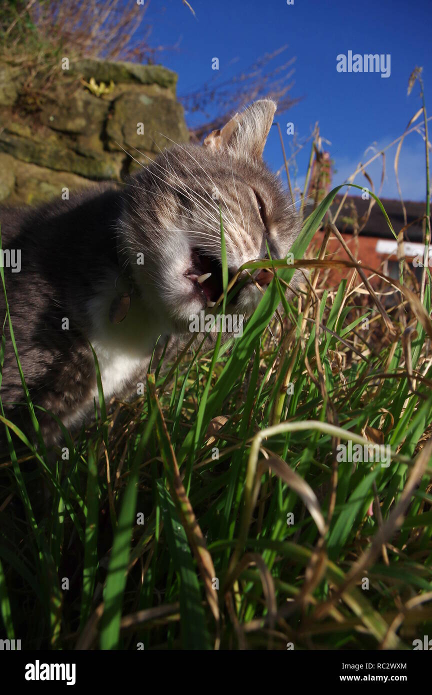 Cat Vomit High Resolution Stock Photography and Images Alamy