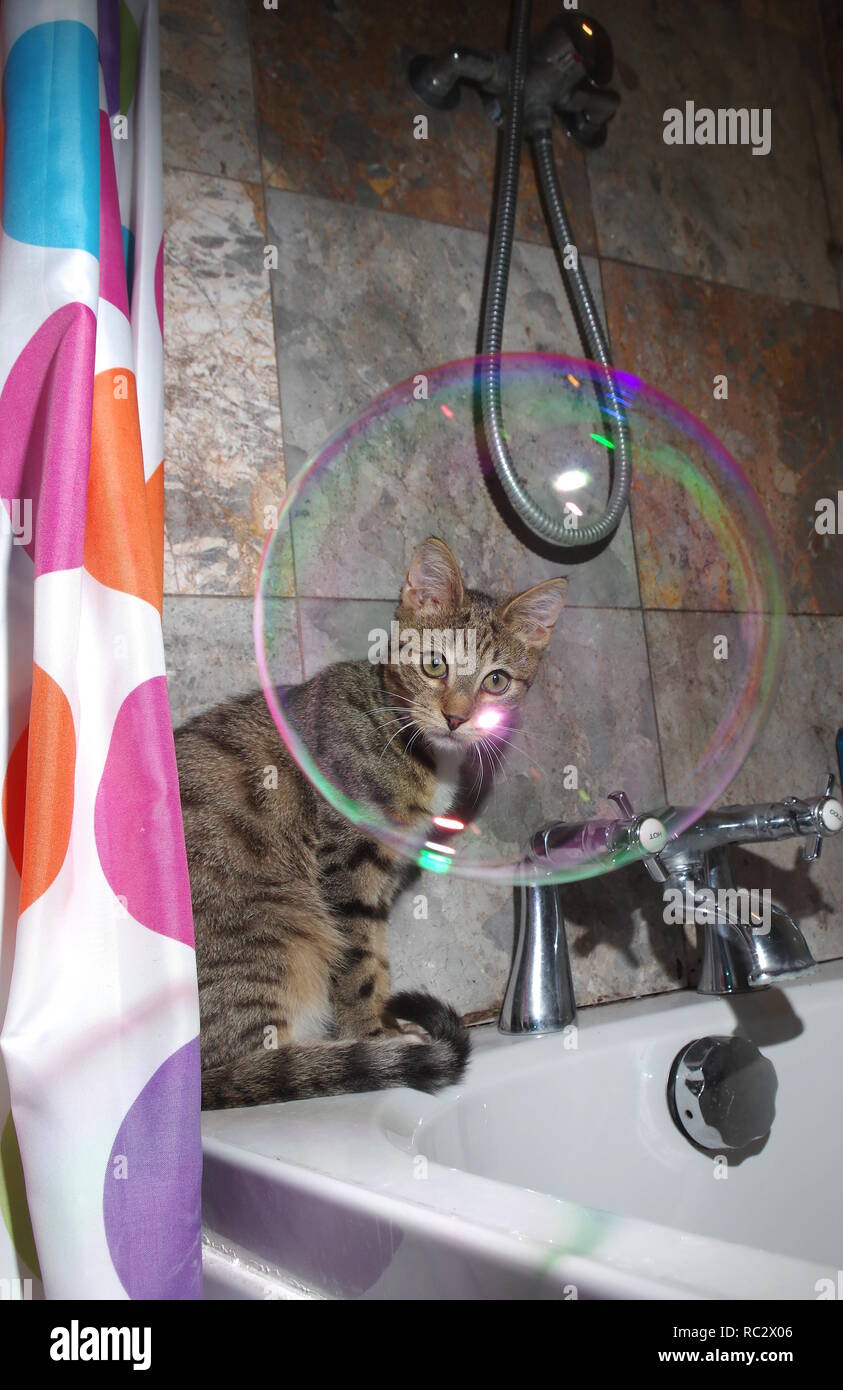 Kitten in bath with soap bubble Stock Photo Alamy