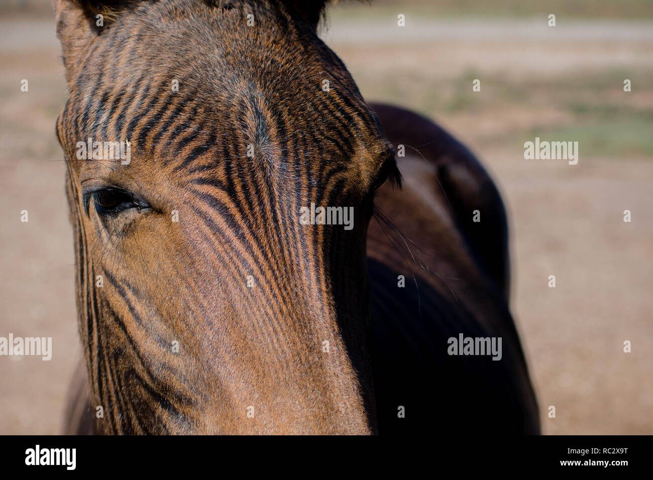 Zebra horse crossbreed hires stock photography and images Alamy
