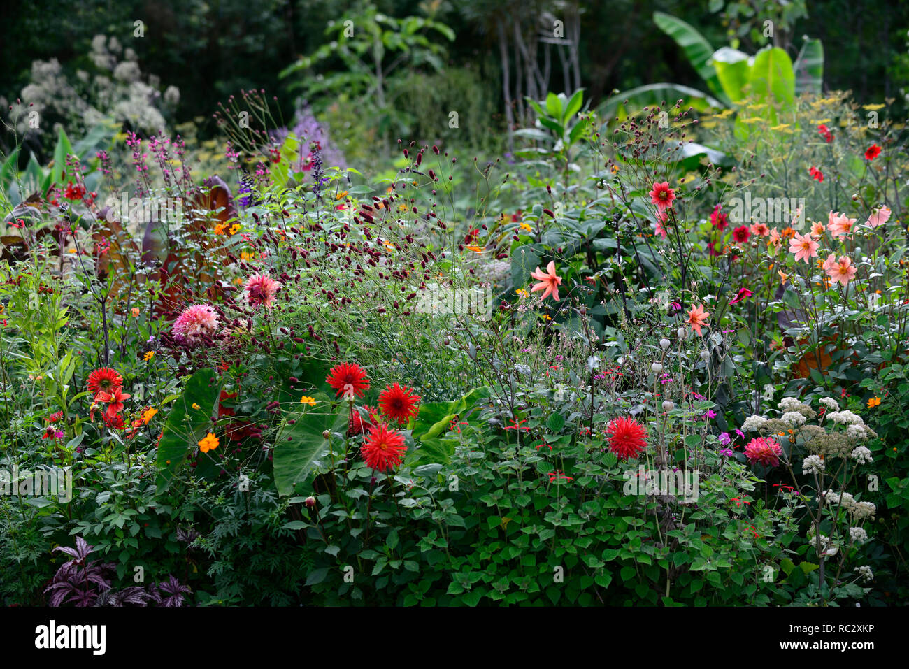 tropical bed,exotic planting scheme,dahlias,sanguisorba,colocasia,linaria,salvias,calendula,allium,purple f Stock Photo