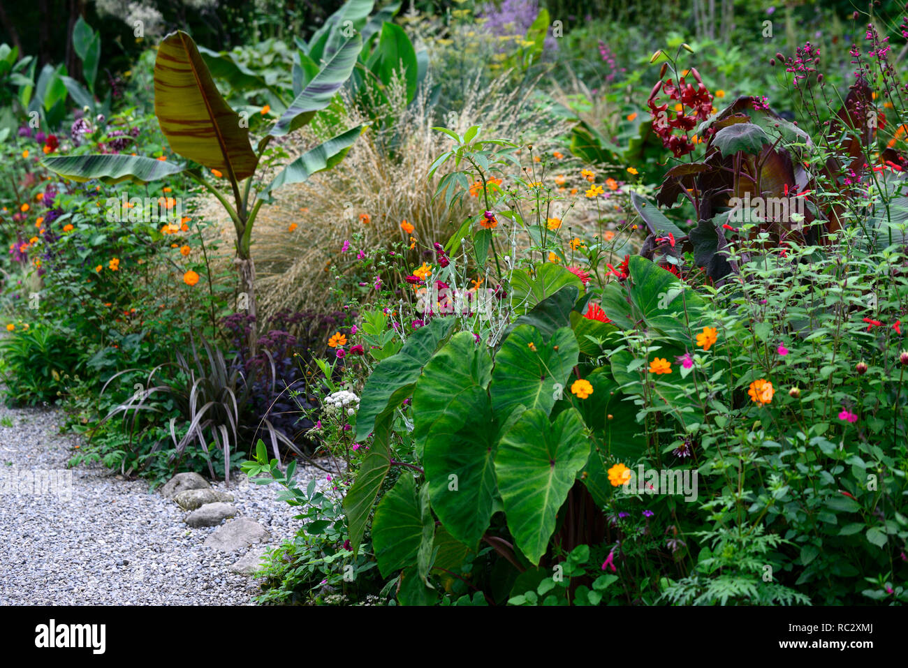 tropical bed,exotic planting scheme,musa sikkimensis bengal tiger,dahlias,sanguisorba,colocasia,linaria,sal Stock Photo