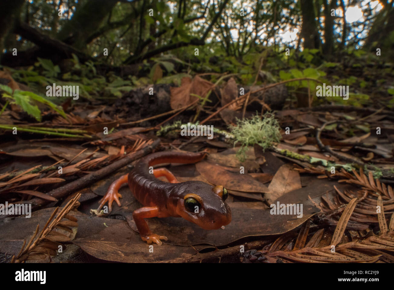 Colorful salamander hires stock photography and images Alamy