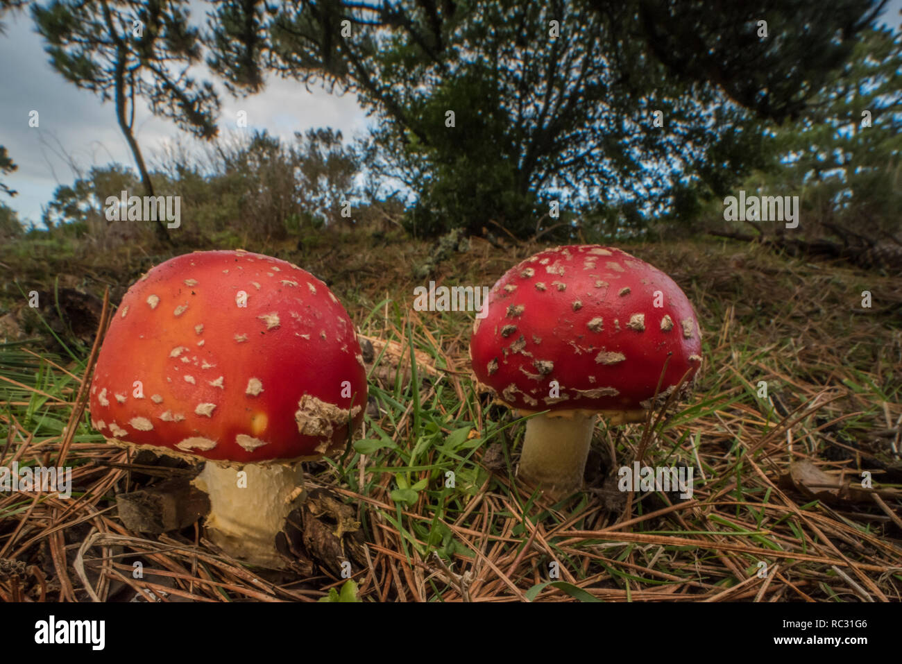 Fly agaric mushrooms (Amanita muscaria) a poisonous toadstool species found across much of the world. Growing wild in a regional park in California. Stock Photo