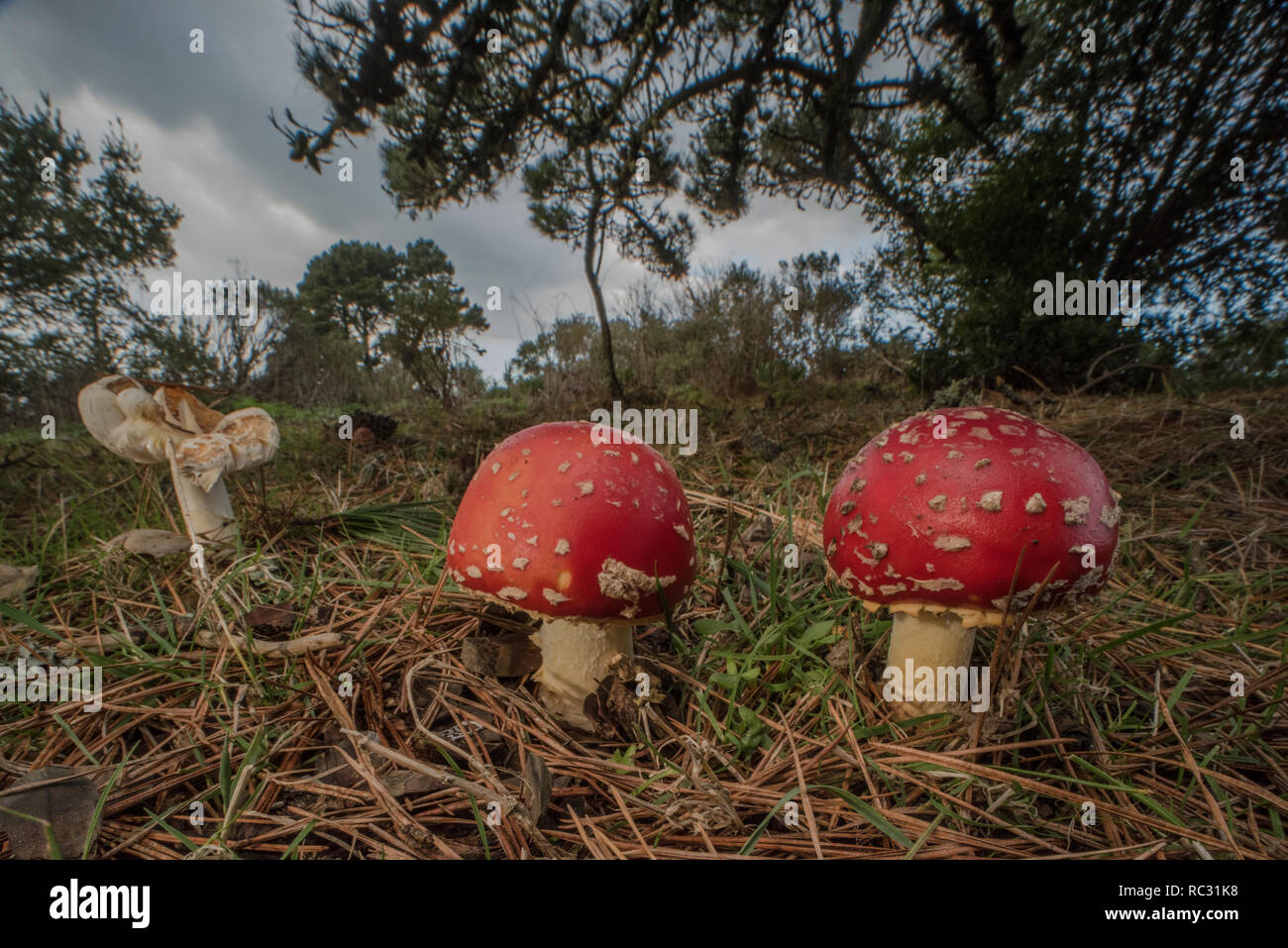 Fly agaric mushrooms (Amanita muscaria) a poisonous toadstool species found across much of the world. Growing wild in a regional park in California. Stock Photo